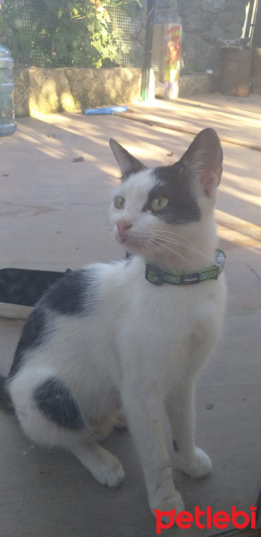 Tuxedo (Smokin) Kedi, Kedi  Freddy Mercury fotoğrafı