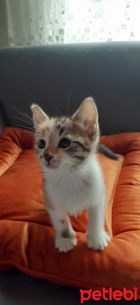 Tekir Kedi, Kedi  Lokum fotoğrafı