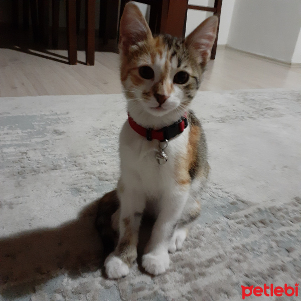 Tekir Kedi, Kedi  Lokum fotoğrafı