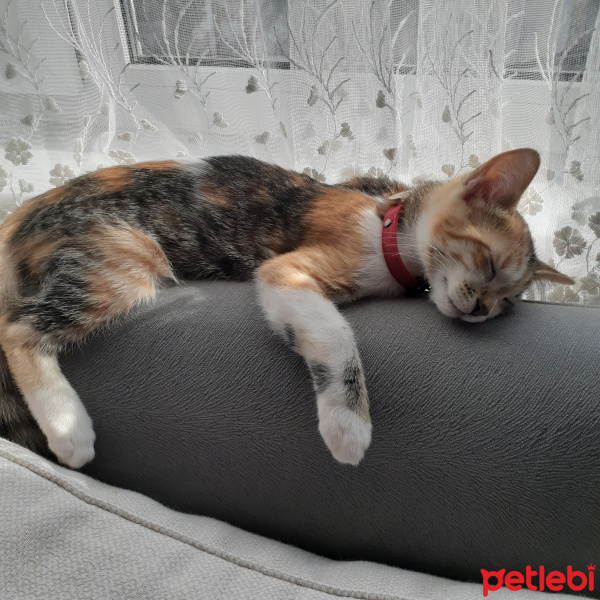 Tekir Kedi, Kedi  Lokum fotoğrafı