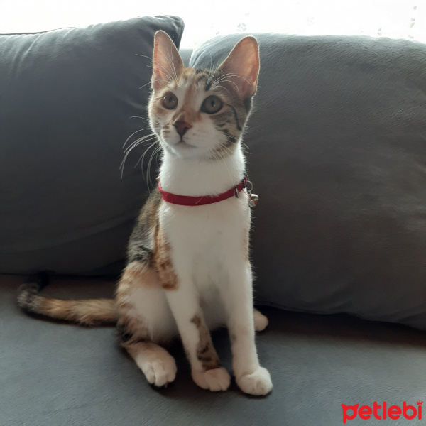 Tekir Kedi, Kedi  Lokum fotoğrafı