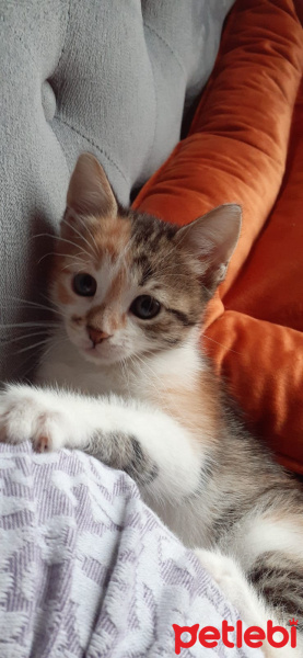 Tekir Kedi, Kedi  Lokum fotoğrafı