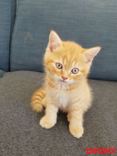 British Shorthair, Kedi  British fotoğrafı