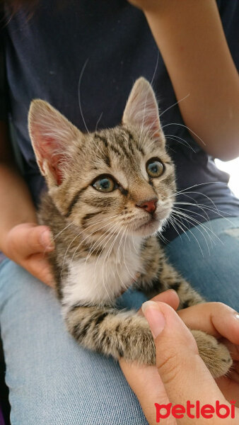 Tekir Kedi, Kedi  Gofret fotoğrafı