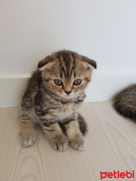 British Shorthair, Kedi  Komando fotoğrafı