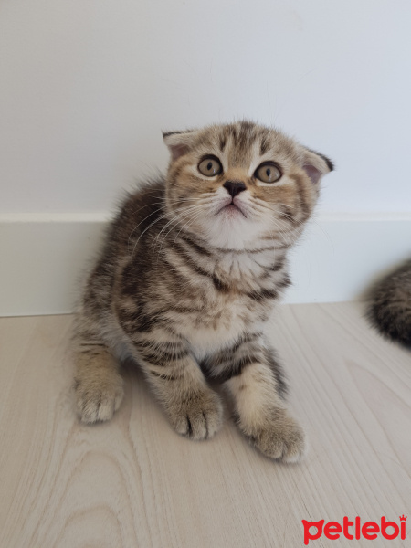 British Shorthair, Kedi  Komando fotoğrafı