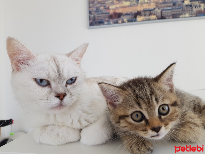 British Shorthair, Kedi  Pembe fotoğrafı