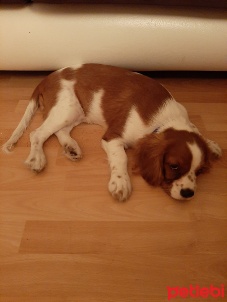 Cavalier King Charles Spanieli, Köpek  Likya fotoğrafı