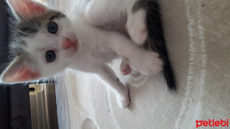 Tekir Kedi, Kedi  Masum fotoğrafı