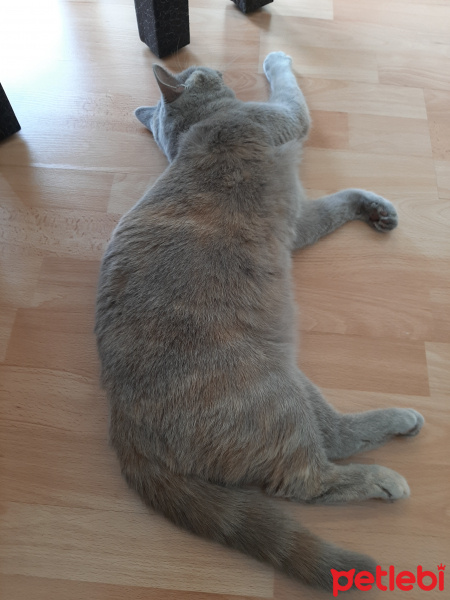 British Shorthair, Kedi  Meğri fotoğrafı
