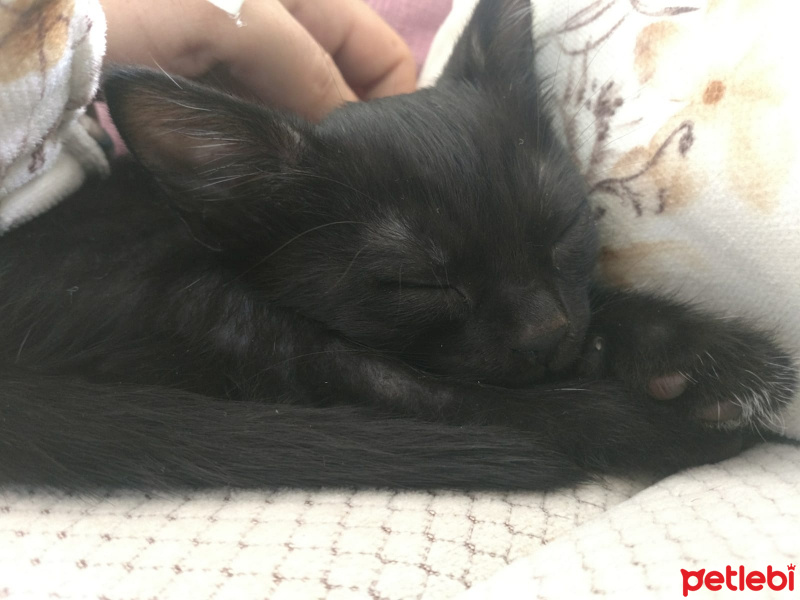 Soke, Kedi  Luce fotoğrafı