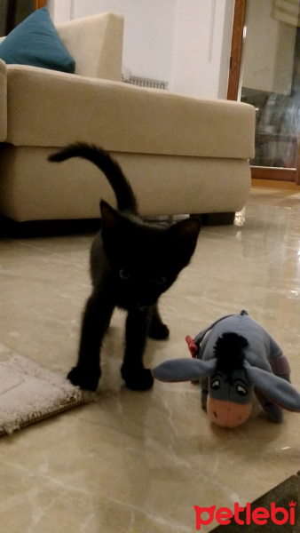 Soke, Kedi  Luce fotoğrafı