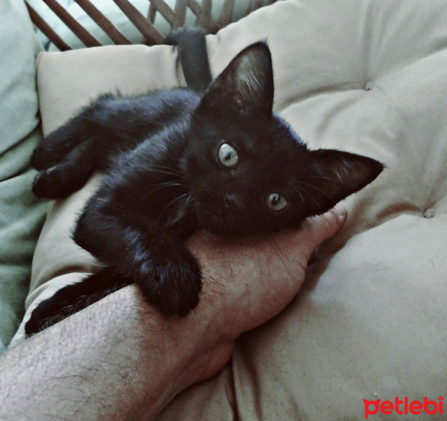 Soke, Kedi  Luce fotoğrafı