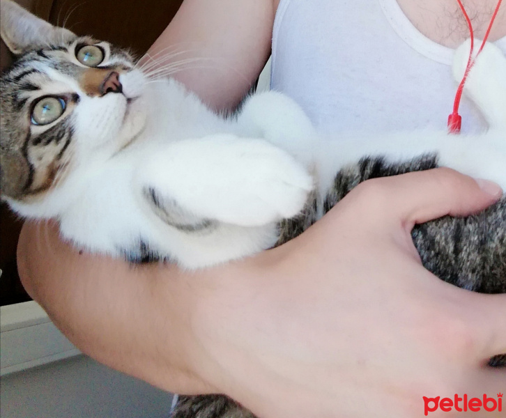 Birman, Kedi  Serseri fotoğrafı