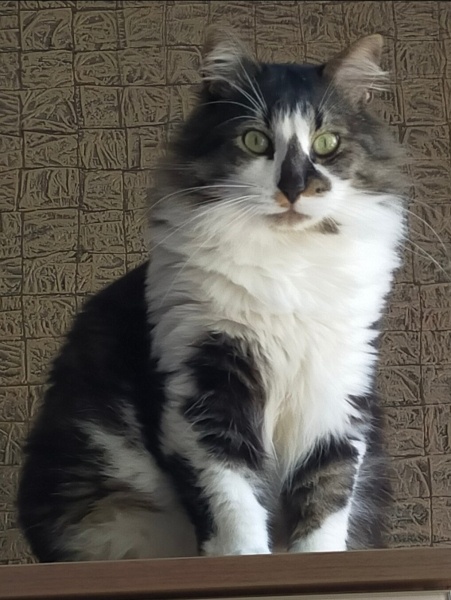 Norwegian Forest, Kedi  Cesur fotoğrafı