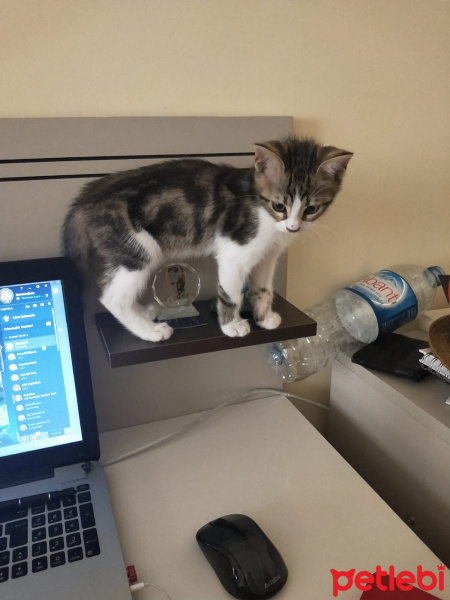 Tekir Kedi, Kedi  Pırıl fotoğrafı
