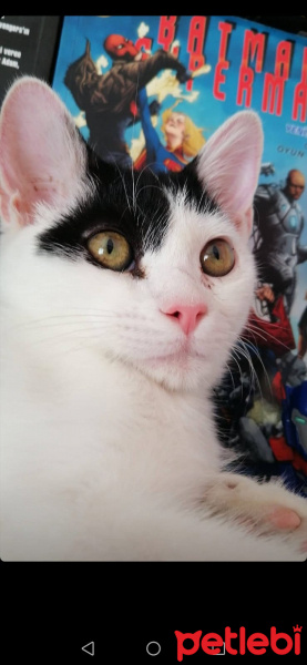 Tekir Kedi, Kedi  Çakıl fotoğrafı