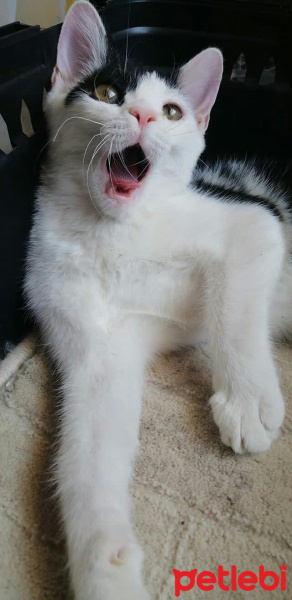 Tekir Kedi, Kedi  Çakıl fotoğrafı