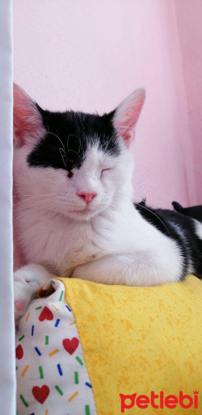 Tekir Kedi, Kedi  Çakıl fotoğrafı