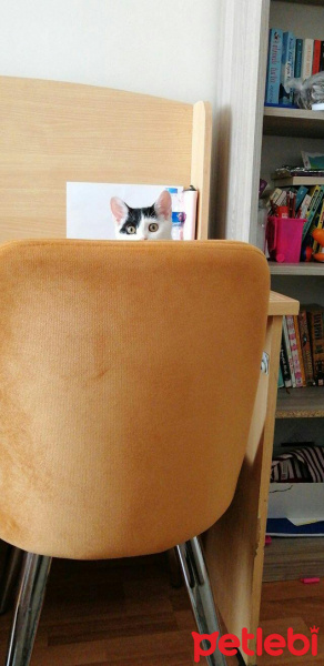 Tekir Kedi, Kedi  Çakıl fotoğrafı