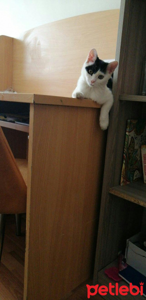 Tekir Kedi, Kedi  Çakıl fotoğrafı