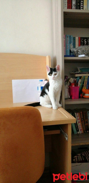 Tekir Kedi, Kedi  Çakıl fotoğrafı