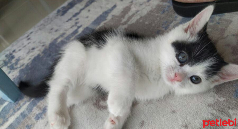 Tekir Kedi, Kedi  Çakıl fotoğrafı