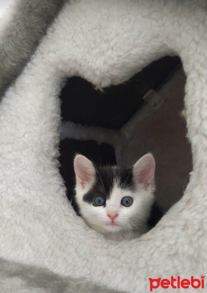 Tekir Kedi, Kedi  Çakıl fotoğrafı