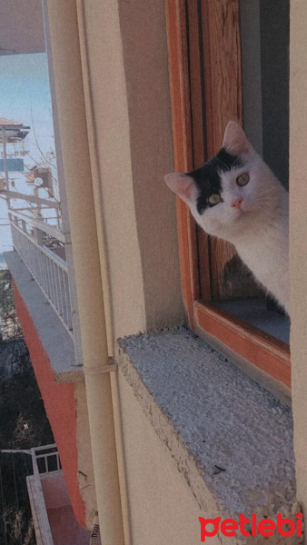 Tekir Kedi, Kedi  Çakıl fotoğrafı