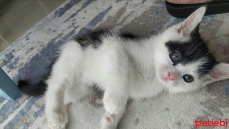 Tekir Kedi, Kedi  Çakıl fotoğrafı