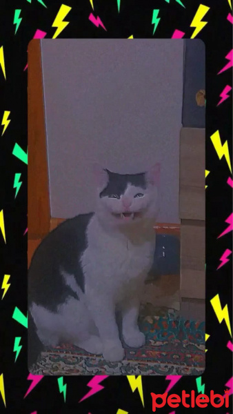 Tekir Kedi, Kedi  Çakıl fotoğrafı