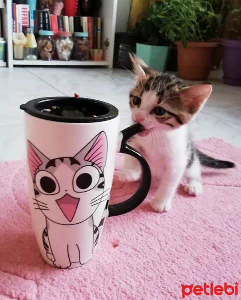 Tekir Kedi, Kedi  Gazoz fotoğrafı