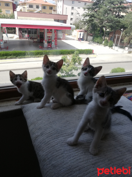 Tekir Kedi, Kedi  Gazoz fotoğrafı