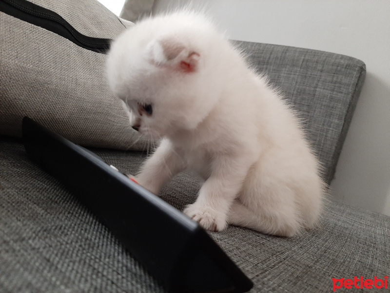 Scottish Fold, Kedi  Efesu fotoğrafı