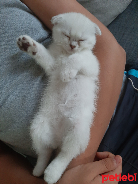 Scottish Fold, Kedi  Efesu fotoğrafı
