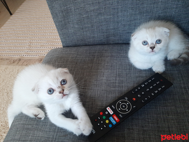 Scottish Fold, Kedi  Efesu fotoğrafı