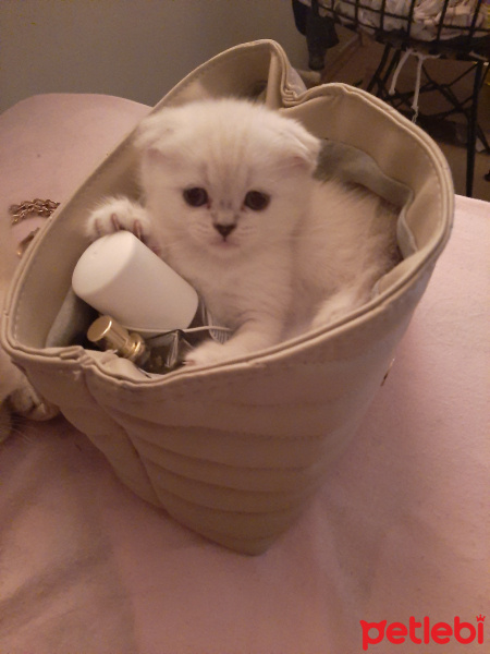 Scottish Fold, Kedi  Ospik fotoğrafı