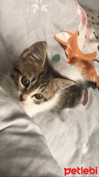 Tekir Kedi, Kedi  İsimsiz fotoğrafı