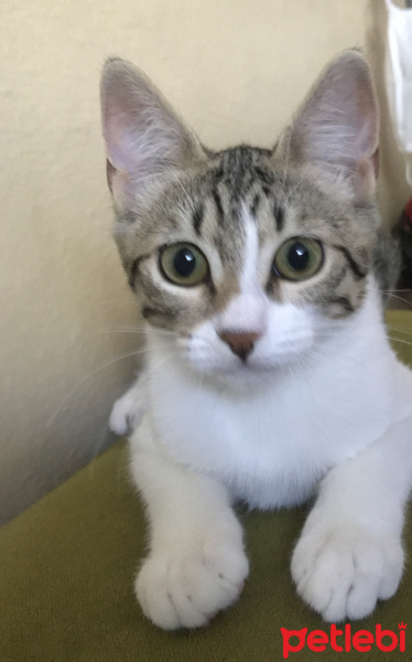 Tekir Kedi, Kedi  İsimsiz fotoğrafı