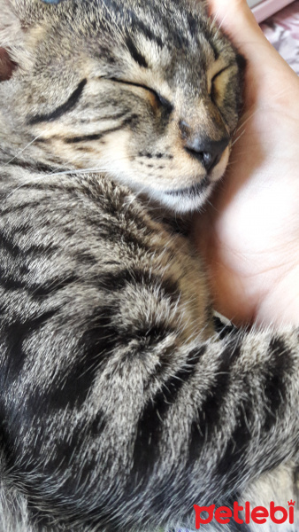 Tekir Kedi, Kedi  Mocha fotoğrafı