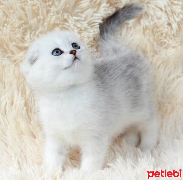 Scottish Fold, Kedi  Luna fotoğrafı