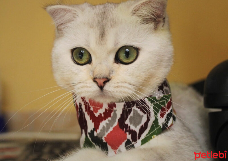 Scottish Fold, Kedi  Luna fotoğrafı