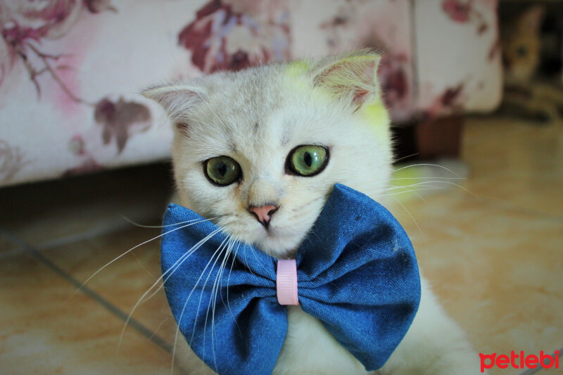 Scottish Fold, Kedi  Luna fotoğrafı