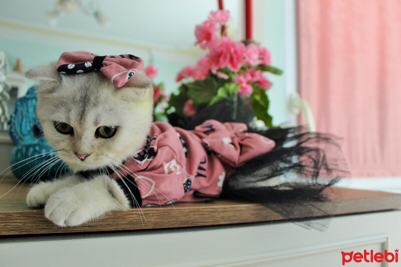 Scottish Fold, Kedi  Luna fotoğrafı