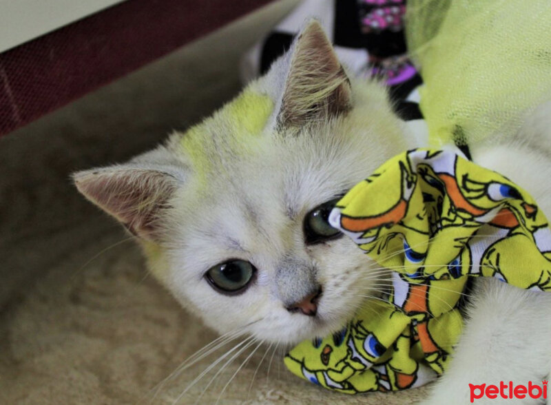 British Shorthair, Kedi  Lila fotoğrafı