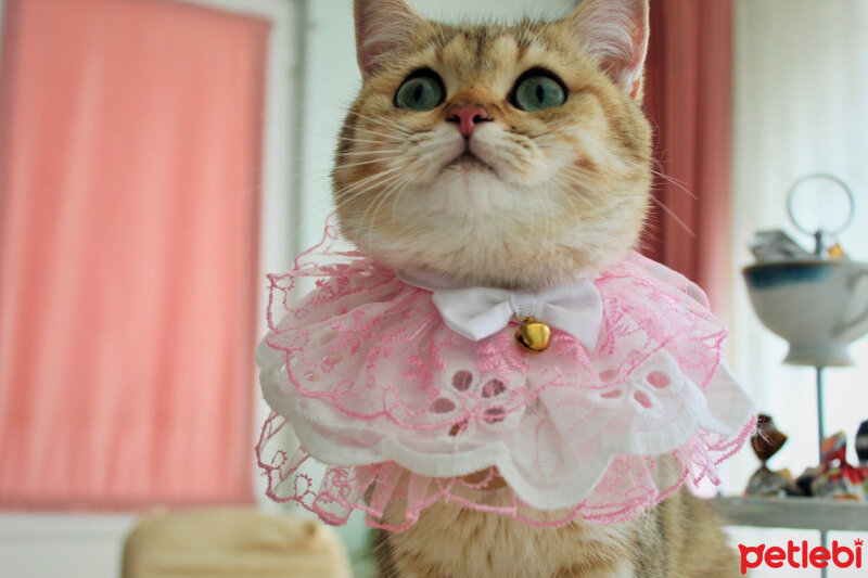 British Shorthair, Kedi  Şila fotoğrafı