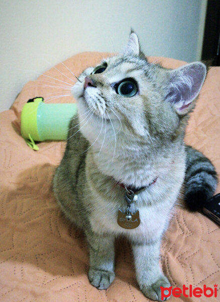 British Shorthair, Kedi  Şila fotoğrafı