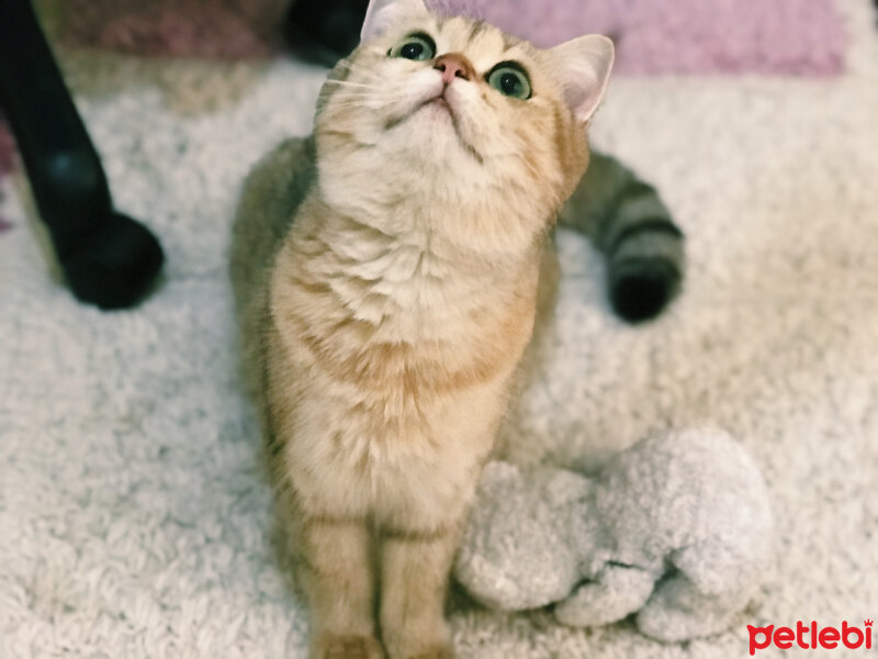 British Shorthair, Kedi  Şila fotoğrafı