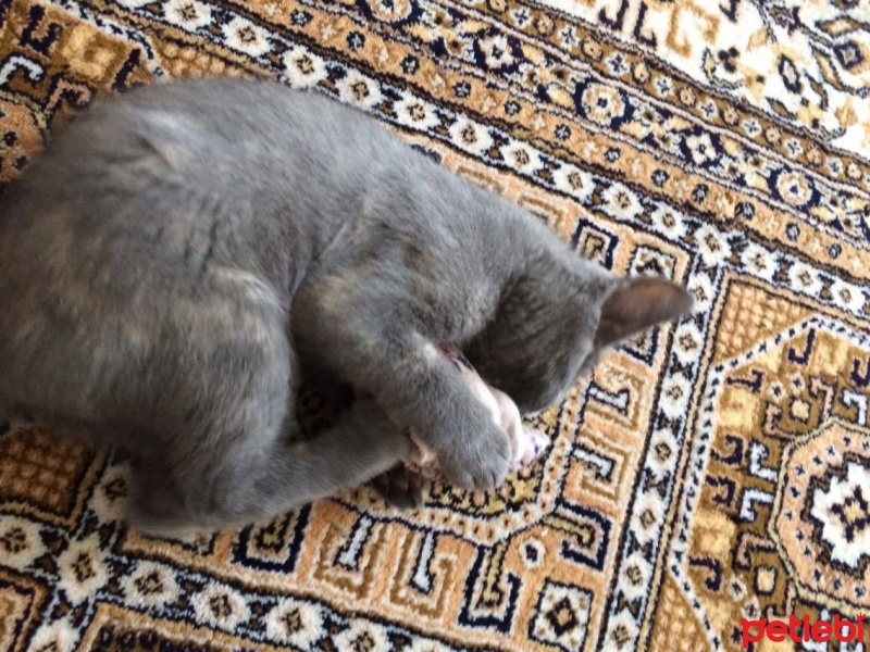 Tekir Kedi, Kedi  ponçik fotoğrafı