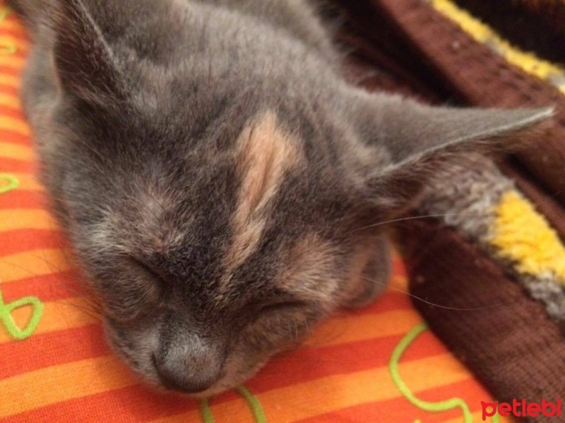 Tekir Kedi, Kedi  ponçik fotoğrafı